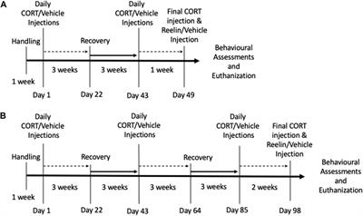 Intravenous Reelin rescues despair-like behavior, Reelin cells in the dentate sub-granular zone, and spleen atrophy in the cyclic corticosterone model of recurring depressive episodes